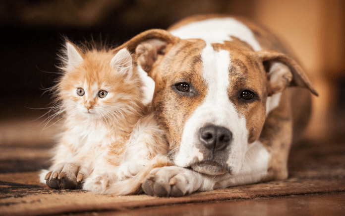  Χαράτσι 150 ευρώ για όσους έχουν σκύλο ή γάτα: Σάλος με το… πρόστιμο για τα ζώα συντροφιάς